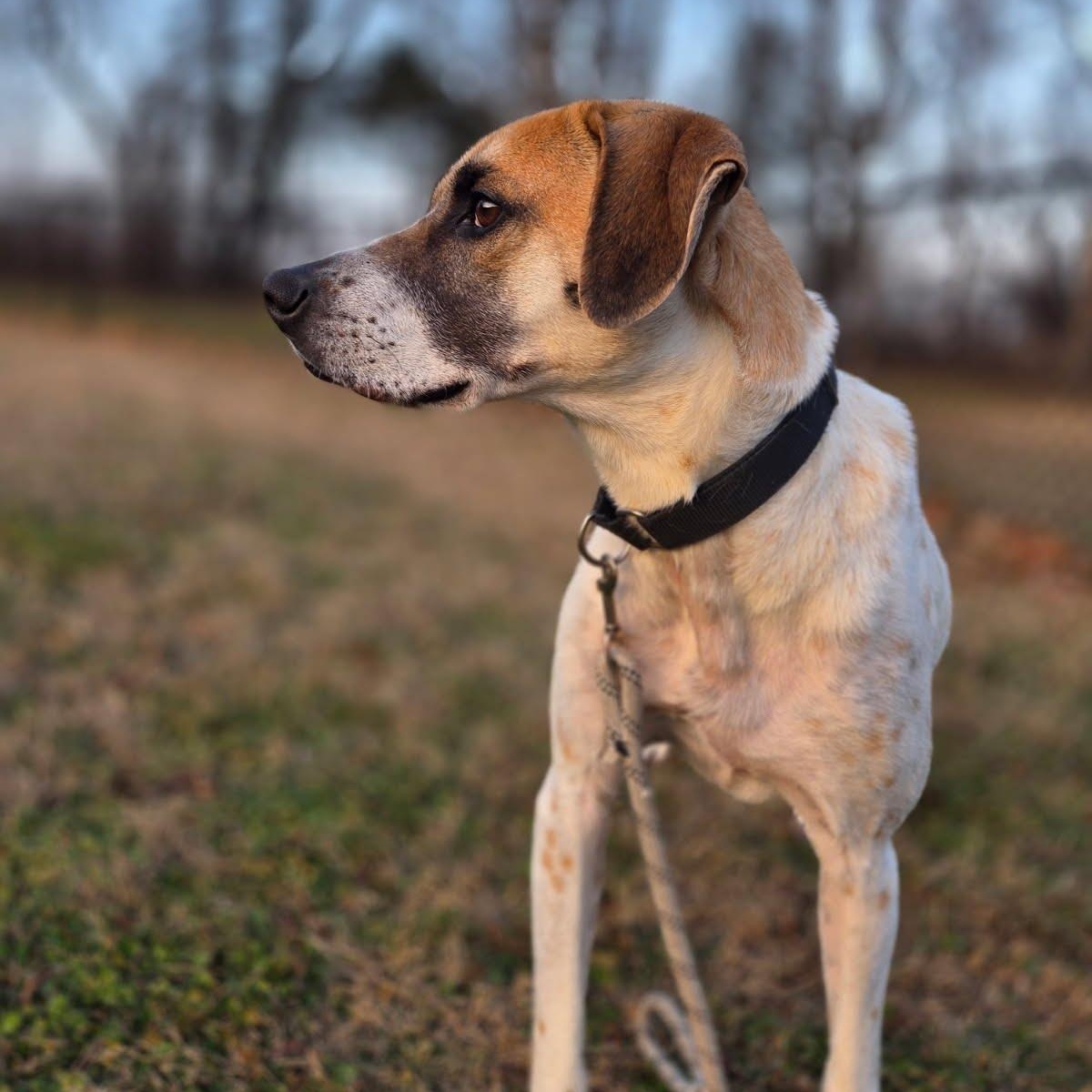 Barkley, an adoptable mixed breed in Springfield, MO image 2/6