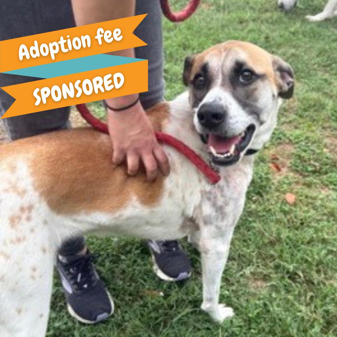 Enlarge Barkley, an adoptable mixed breed in Springfield, MO image 1/6