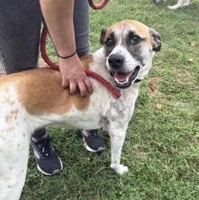 Barkley, adoptable, Adult Female Labrador Retriever.