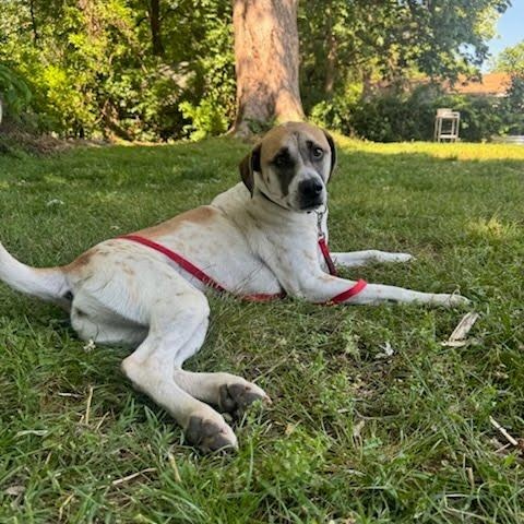 Enlarge Barkley, an adoptable mixed breed in Springfield, MO image 2/6