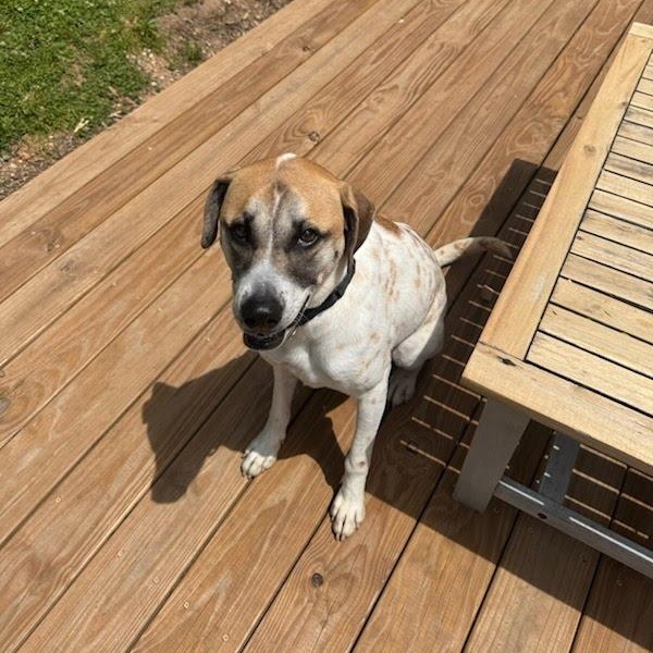 Enlarge Barkley, an adoptable mixed breed in Springfield, MO image 4/6