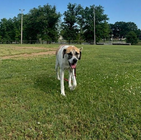 Enlarge Barkley, an adoptable mixed breed in Springfield, MO image 3/6