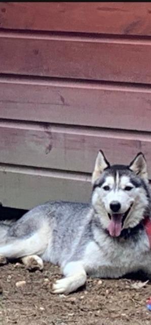 Dakota, a Adoptable Husky in Little Rock, AR image 1/2