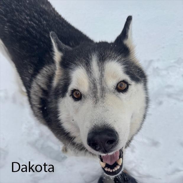 Dakota, a Adoptable Husky in Little Rock, AR image 2/2