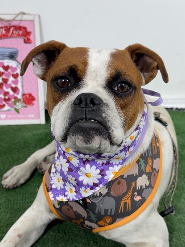 Enlarge Theo-One of our Amazing Rescue Dogs, a Adoptable mixed breed in Palo Alto, CA image 1/1