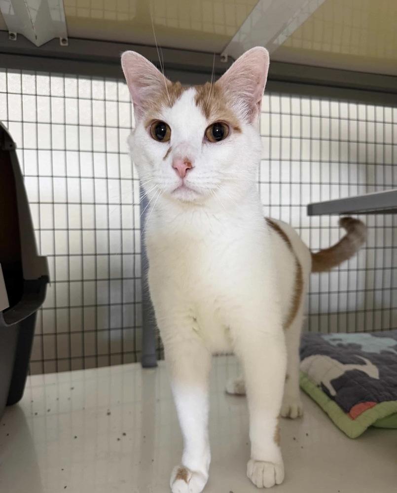 Favre, a Adoptable Domestic Short Hair in Fort Madison, IA image 1/2