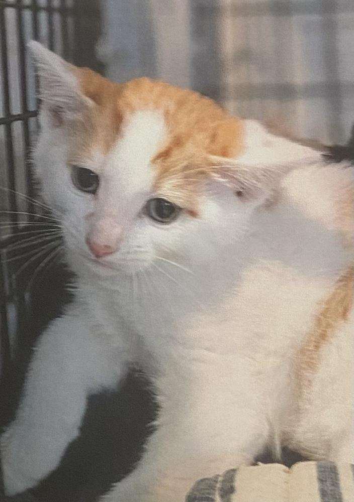 Enlarge Favre, a Adoptable Domestic Short Hair in Fort Madison, IA image 1/1