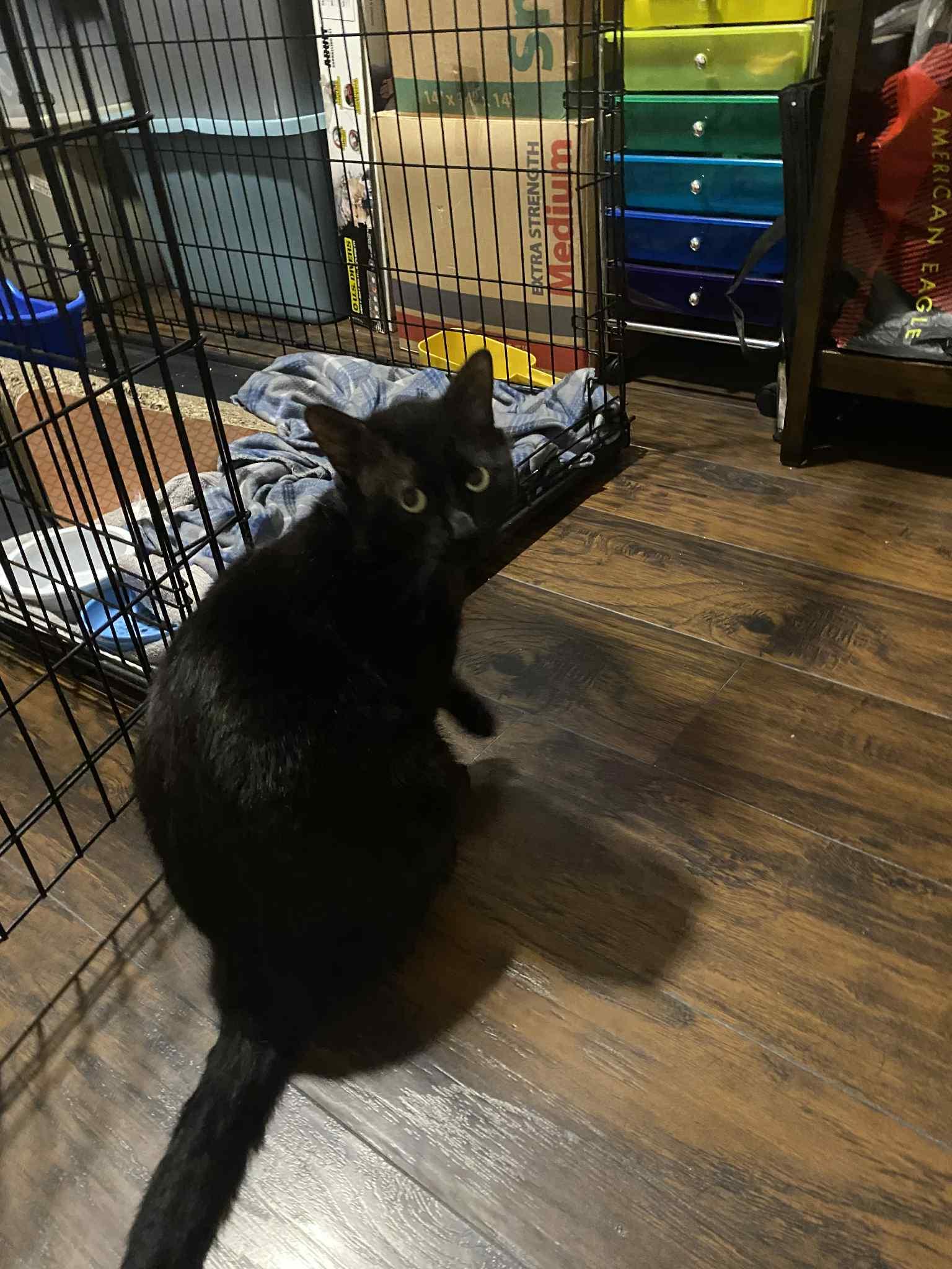 Carlisle, a Adoptable Domestic Short Hair in Stewartsville, NJ image 1/3