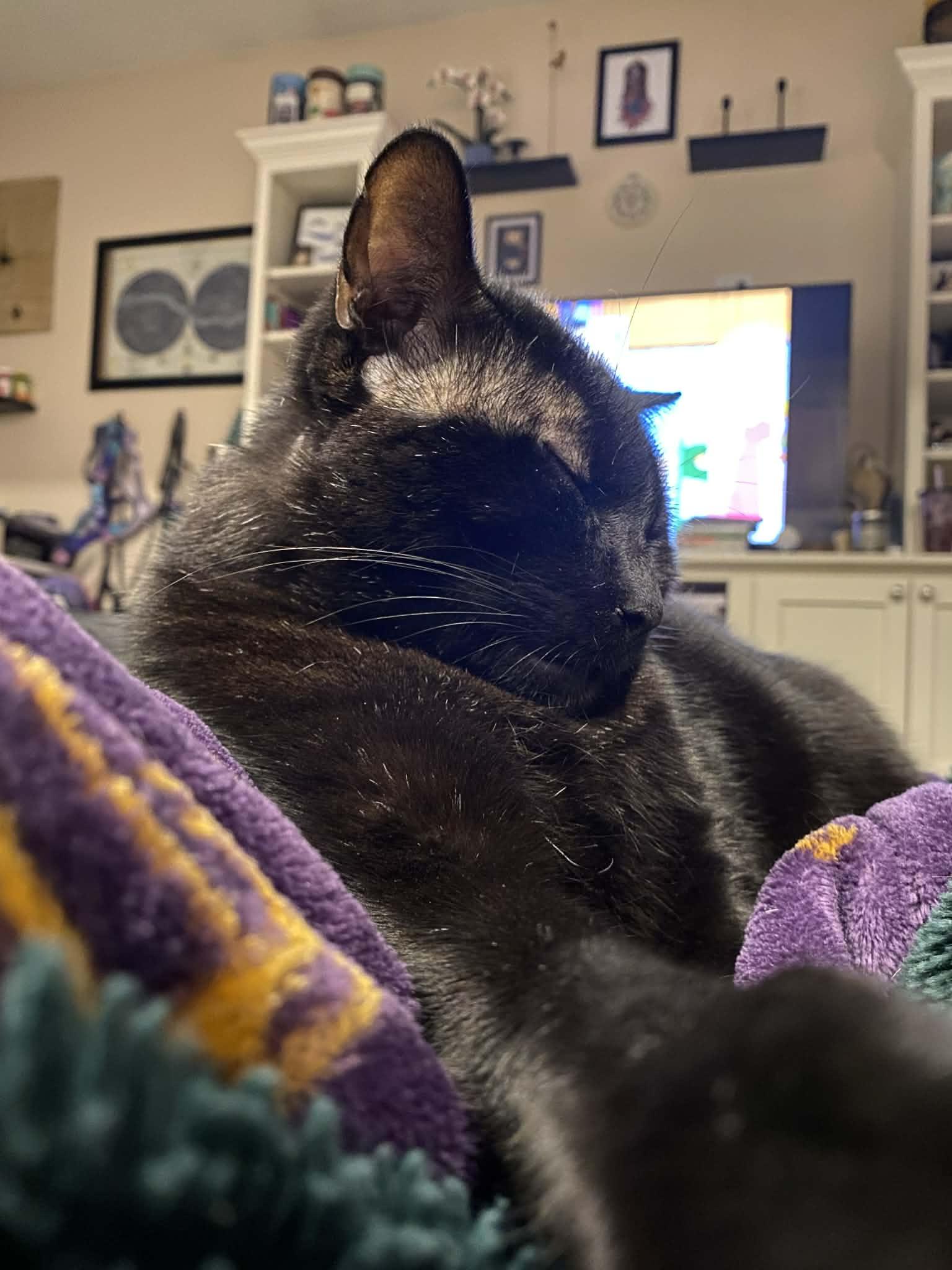 Enlarge Carlisle, a Adoptable Domestic Short Hair in Stewartsville, NJ image 1/3