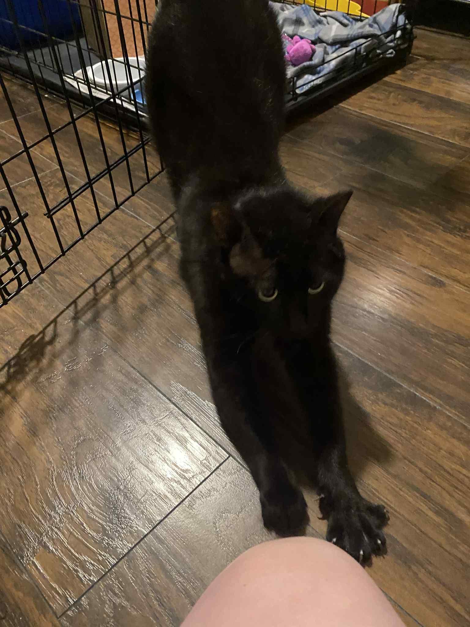 Carlisle, a Adoptable Domestic Short Hair in Stewartsville, NJ image 2/3