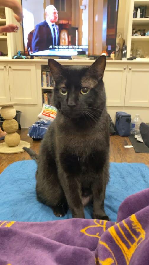 Enlarge Carlisle, a Adoptable Domestic Short Hair in Stewartsville, NJ image 2/3