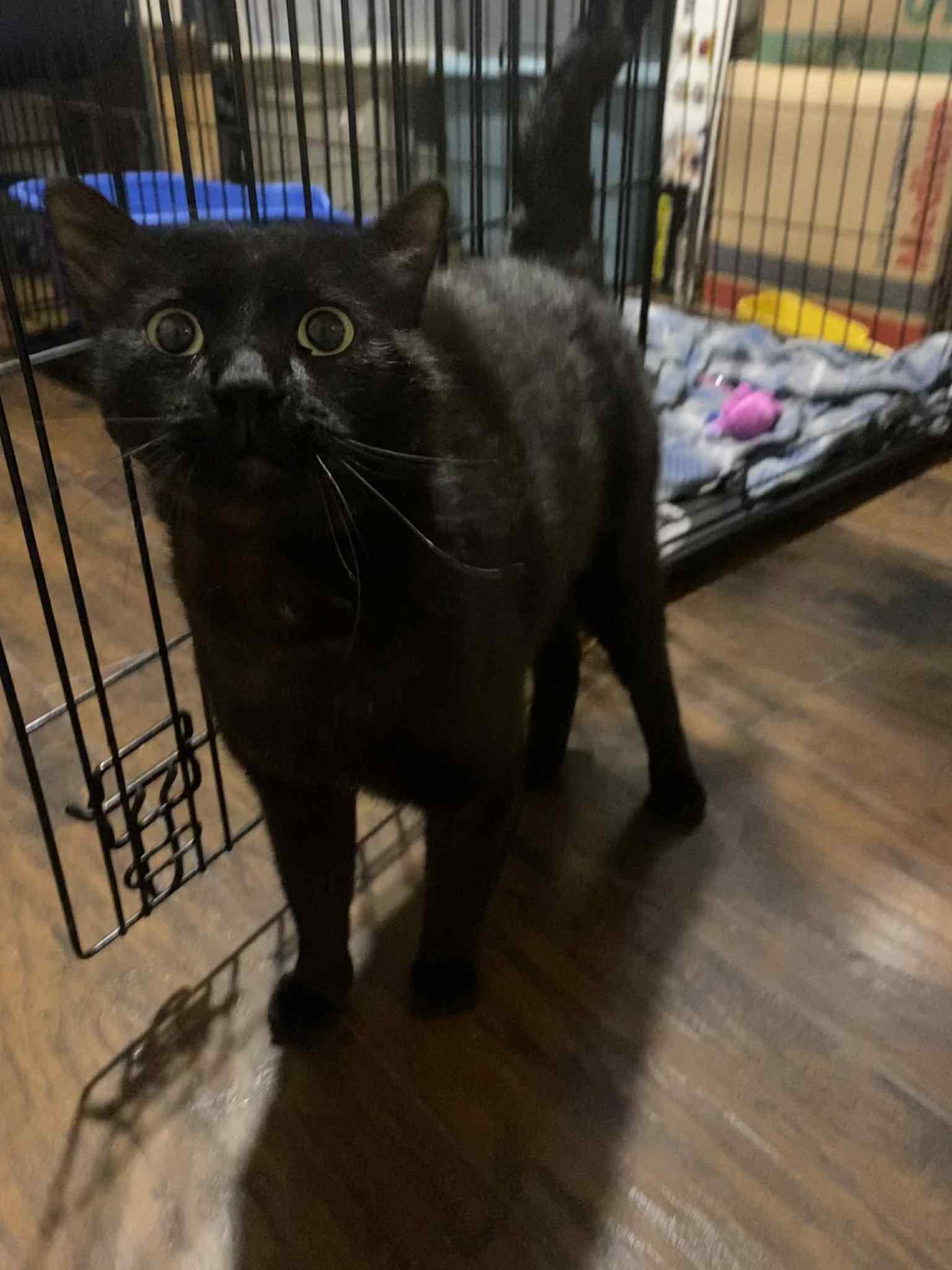 Carlisle, a Adoptable Domestic Short Hair in Stewartsville, NJ image 3/3