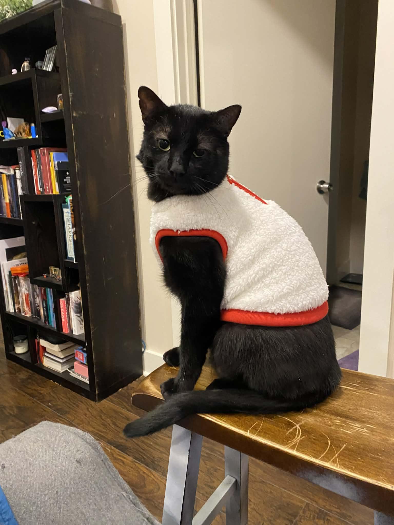 Enlarge Carlisle, a Adoptable Domestic Short Hair in Stewartsville, NJ image 3/3