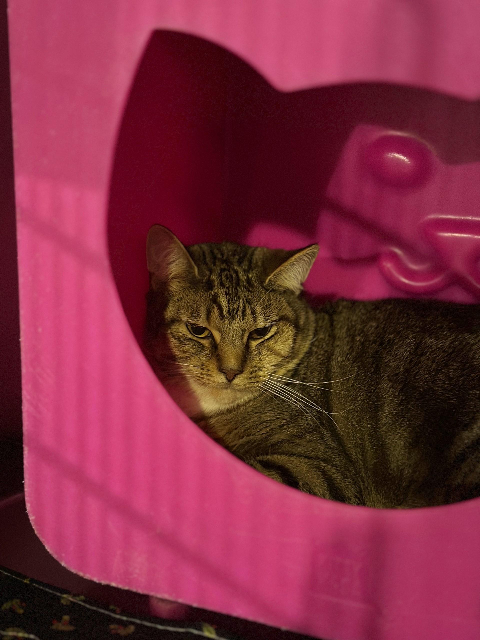 Enlarge Butterball, a Adoptable mixed breed in Billings, MT image 1/1