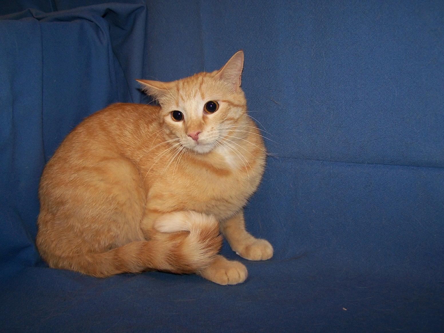 Gerri, ADOPTABLE, Young Female Domestic Short Hair.