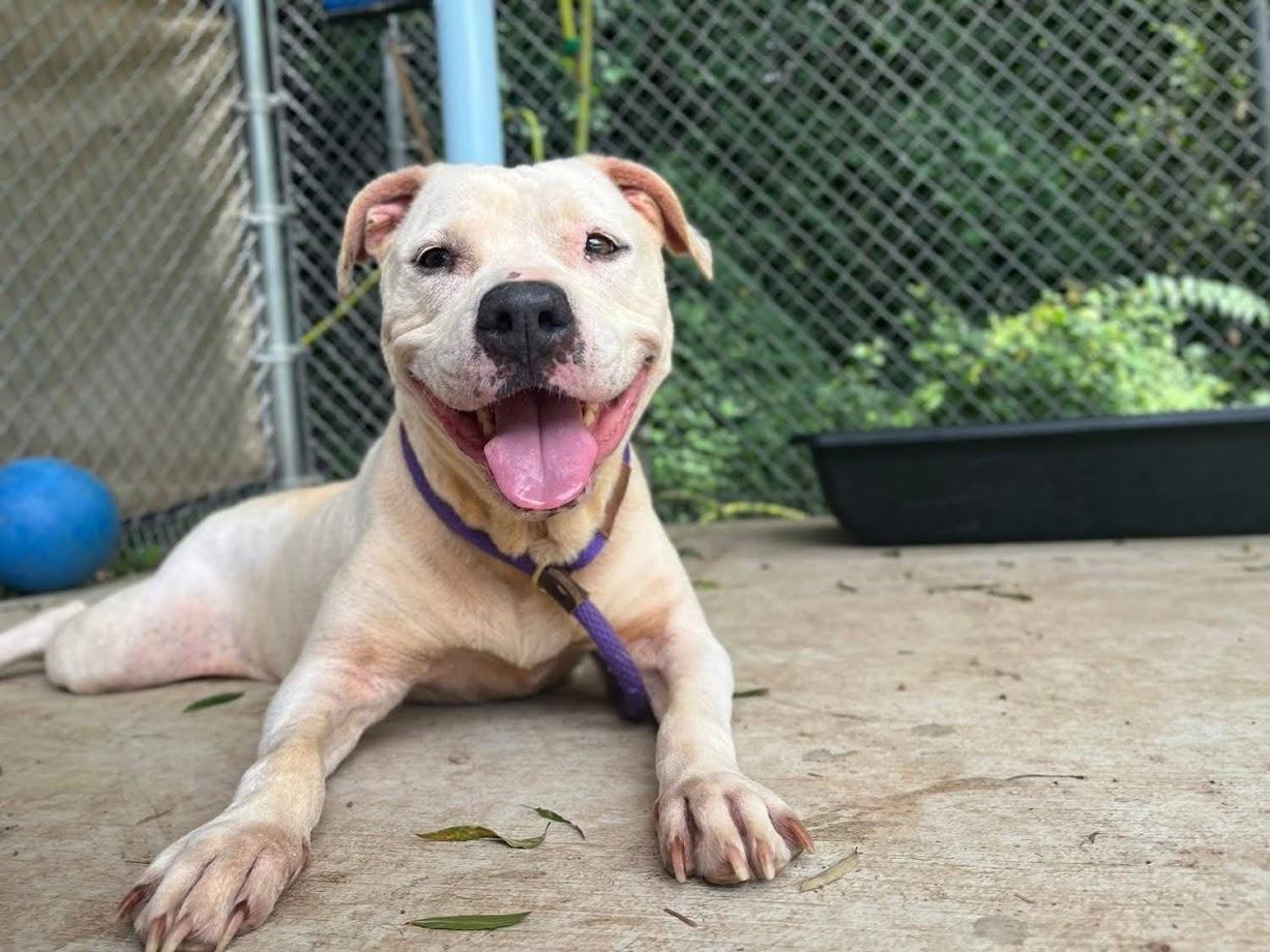 Millie, Adoptable, Senior Female American Bulldog.