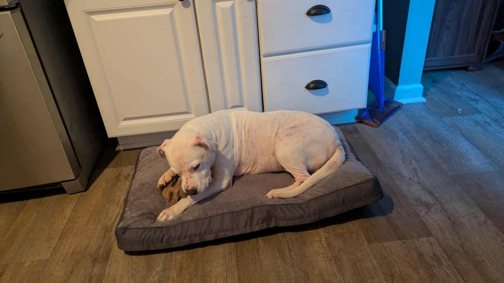 Enlarge Millie, a Adoptable mixed breed in Clayton, NC image 4/6