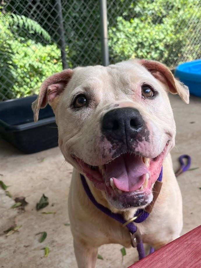 Enlarge Millie, a Adoptable mixed breed in Clayton, NC image 3/6