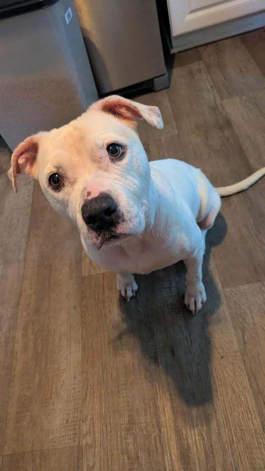 Enlarge Millie, a Adoptable mixed breed in Clayton, NC image 5/6