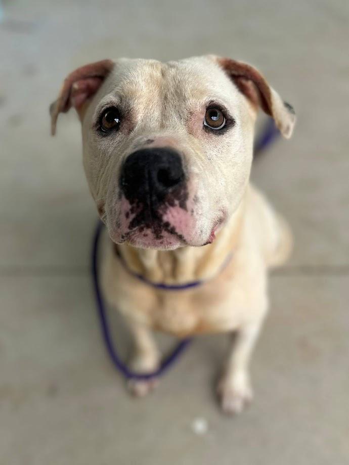 Enlarge Millie, a Adoptable mixed breed in Clayton, NC image 6/6