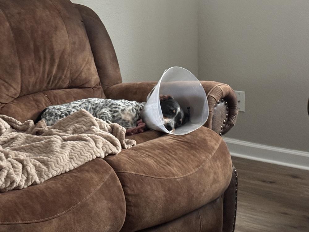 Sansa, a Adoptable mixed breed in Colorado Springs, CO image 1/3