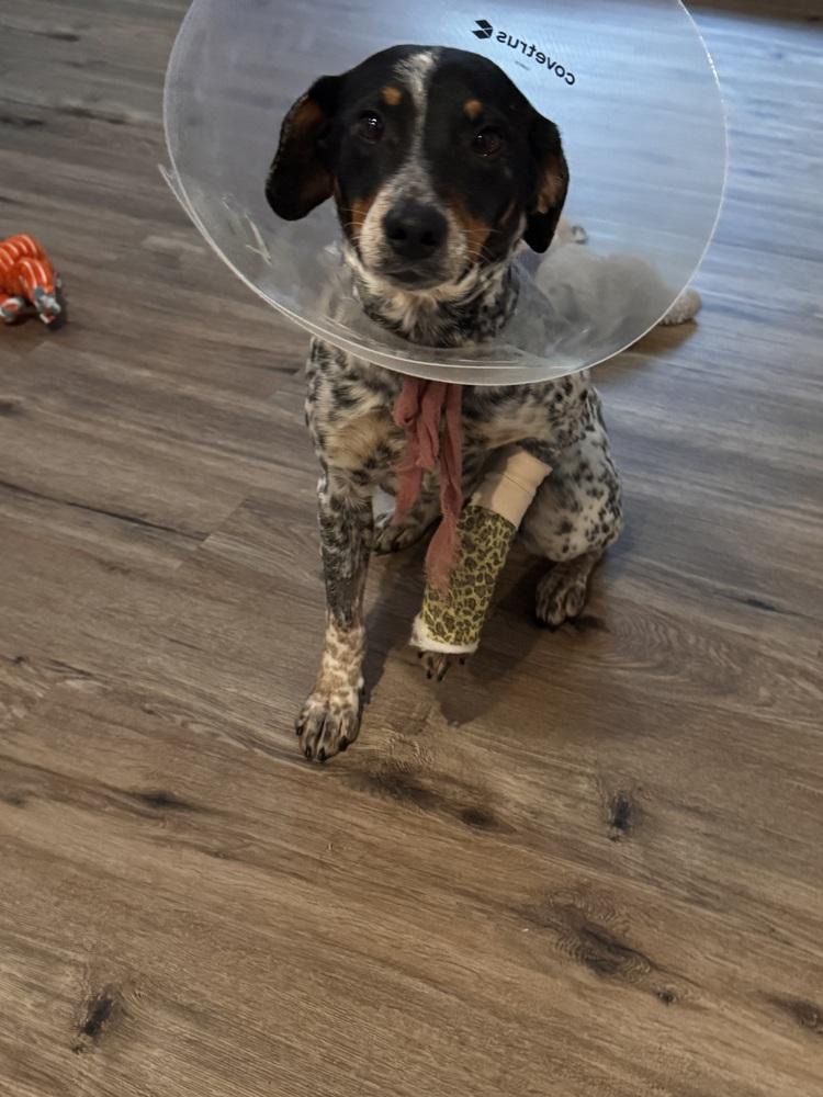 Sansa, a Adoptable mixed breed in Colorado Springs, CO image 2/3