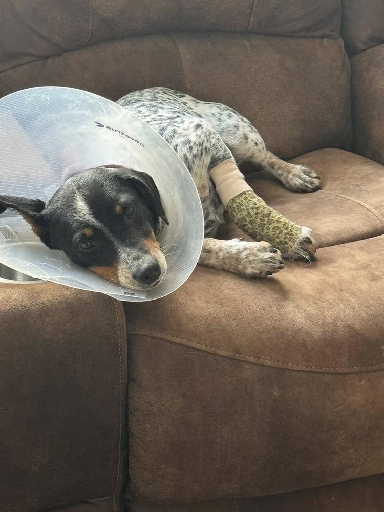 Sansa, a Adoptable mixed breed in Colorado Springs, CO image 3/3