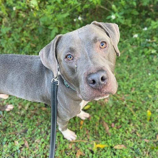 Dirk, Adoptable, Adult Male Mixed Breed.