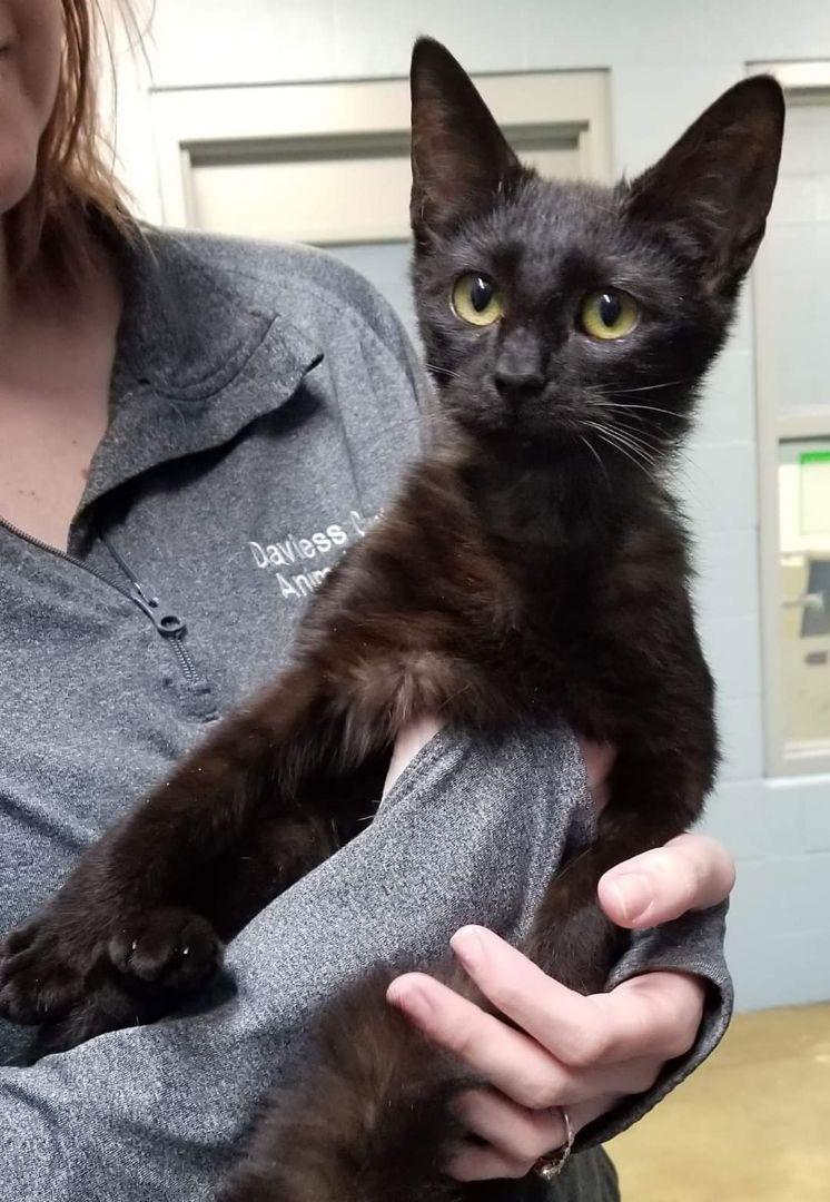 Ellie Rae, Adoptable, Kitten Female Domestic Short Hair.