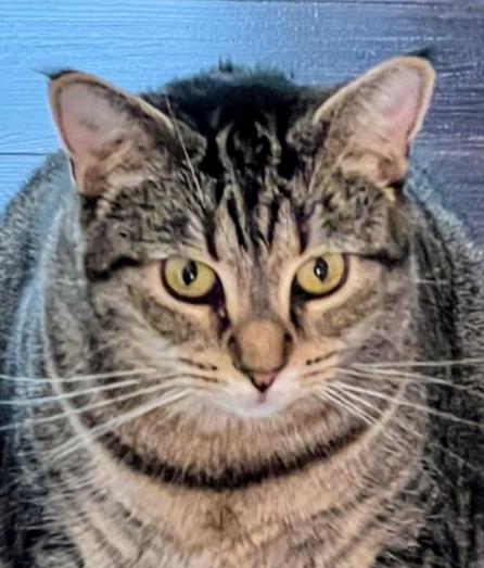 Enlarge Prissy, a Adoptable mixed breed in Blacksburg, VA image 1/2