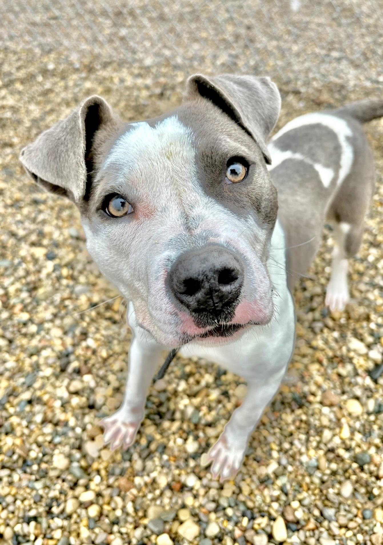 Harmony, Adoptable, Puppy Female Pit Bull Terrier & Mixed Breed.