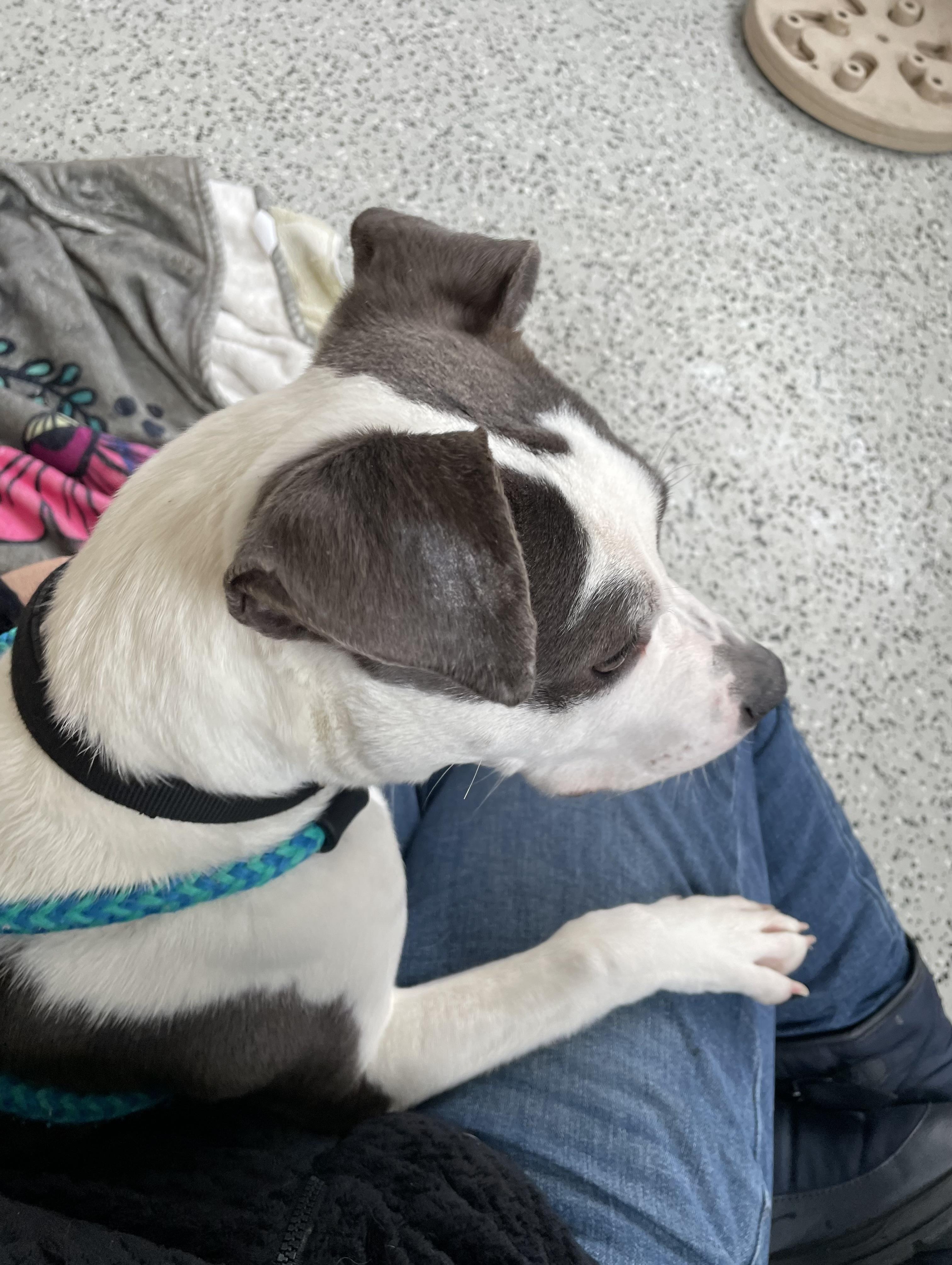 Enlarge Harmony, a Adoptable mixed breed in Oxford, MI image 4/6