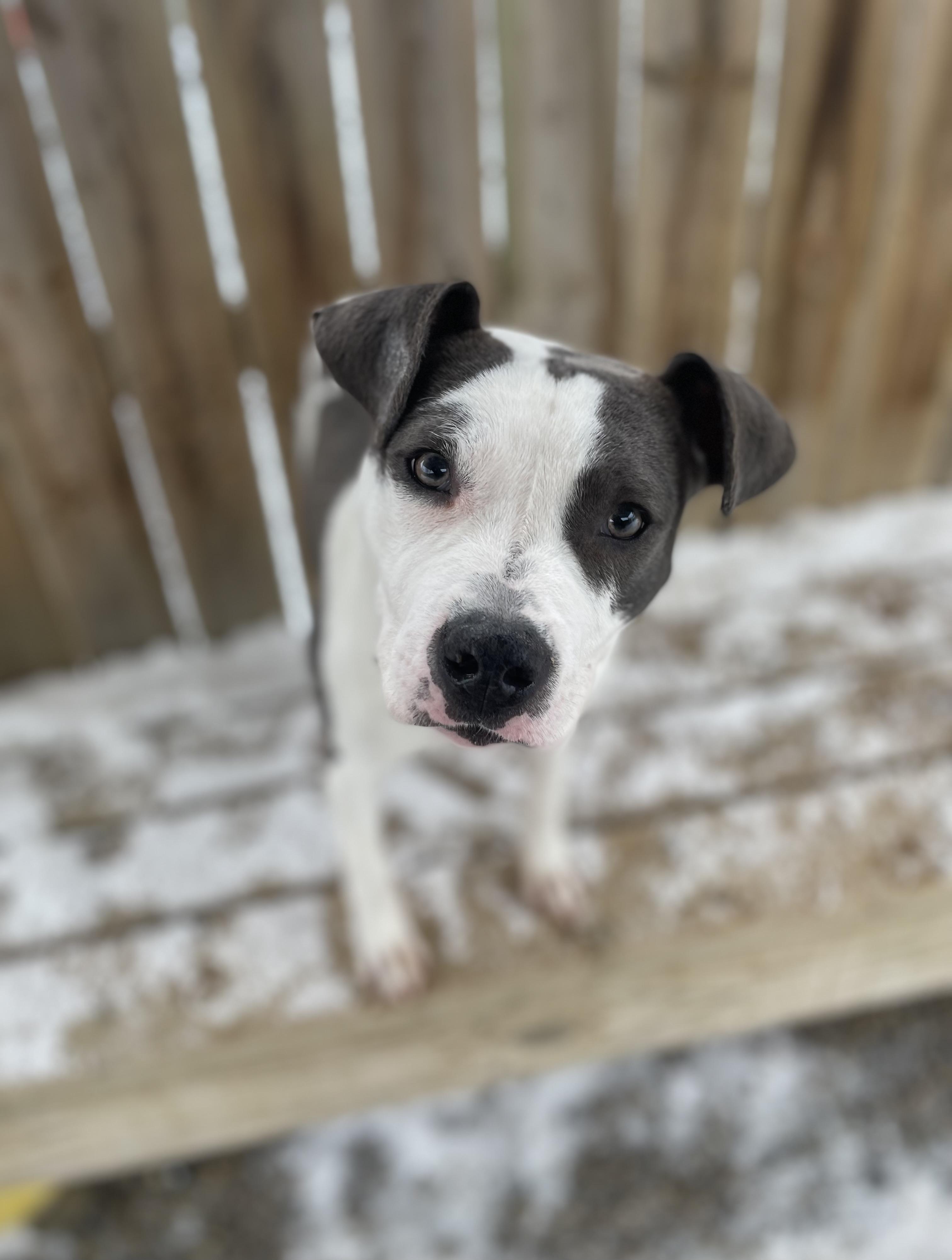 Enlarge Harmony, a Adoptable mixed breed in Oxford, MI image 5/6