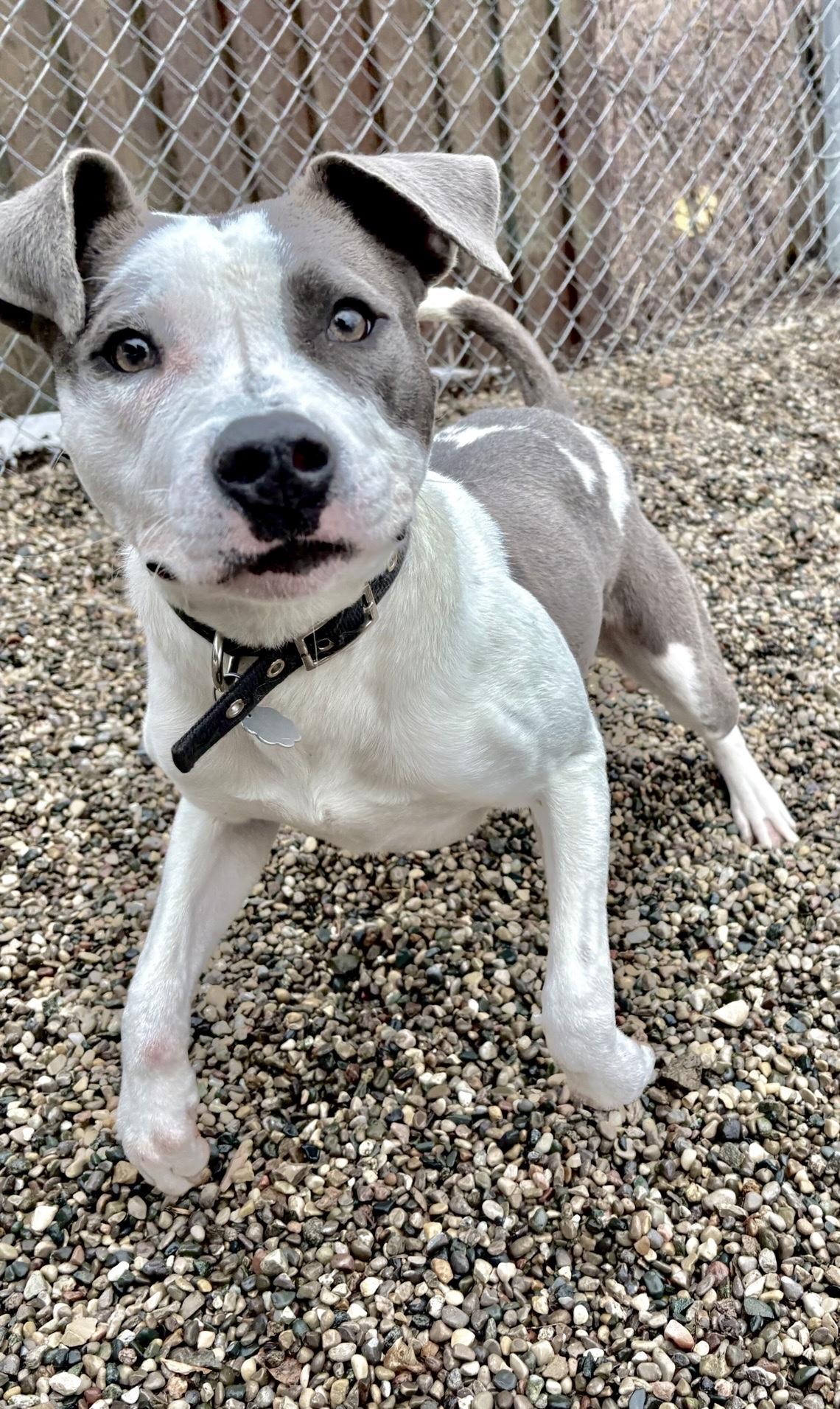 Enlarge Harmony, a Adoptable mixed breed in Oxford, MI image 2/6