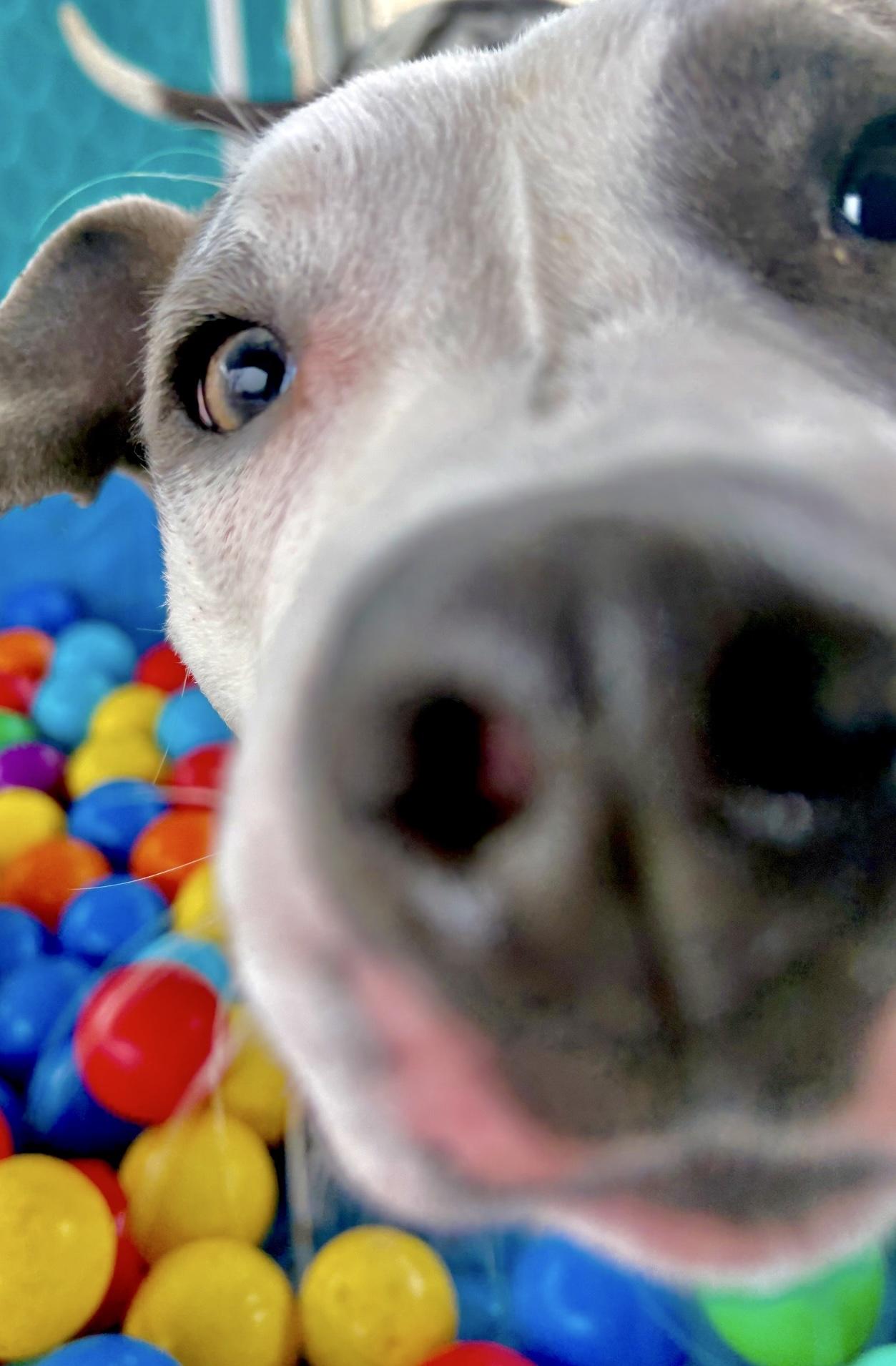 Enlarge Harmony, a Adoptable mixed breed in Oxford, MI image 3/6