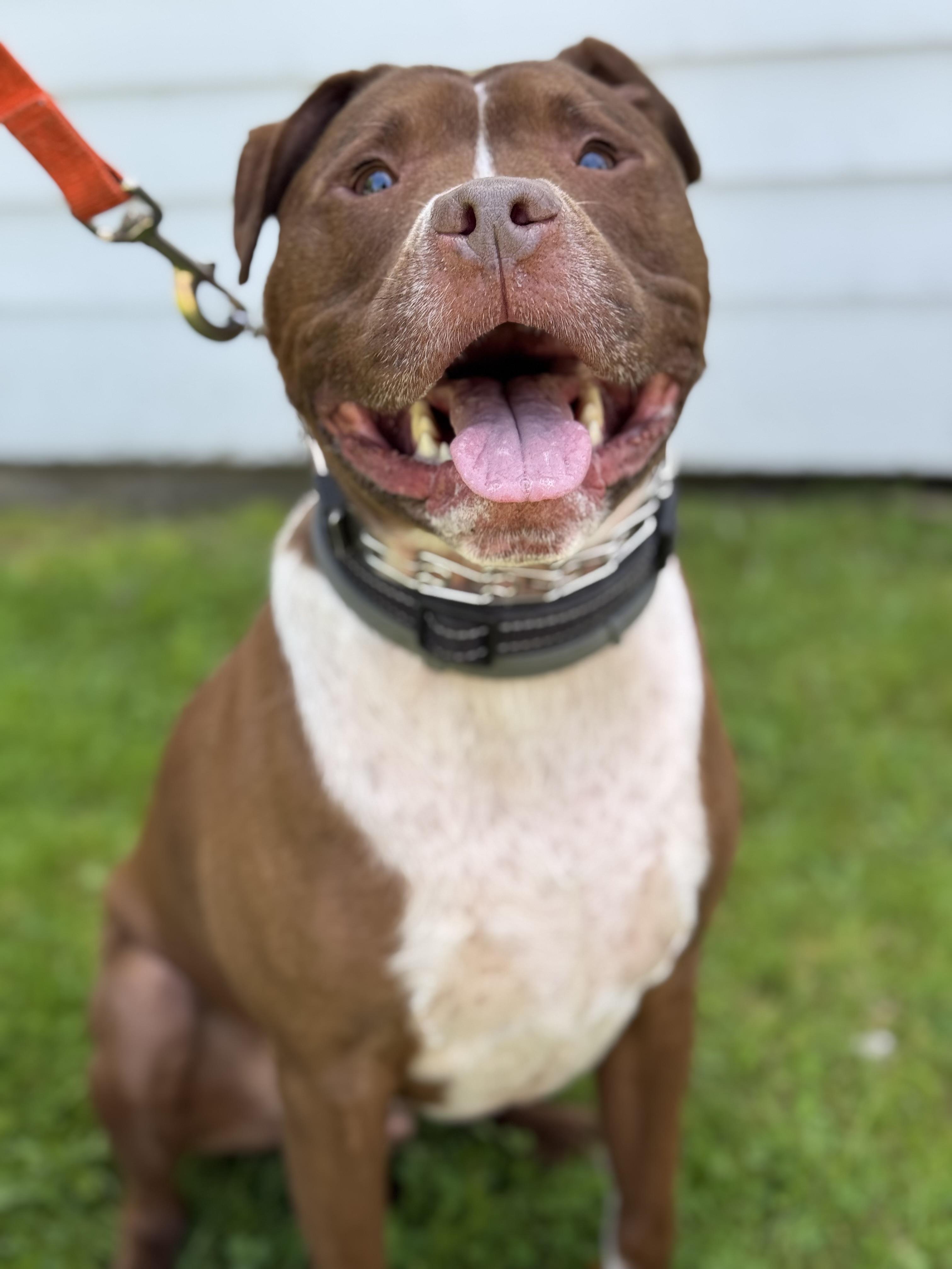 Enlarge Charlie, a Adoptable mixed breed in Nutting Lake, MA image 3/6