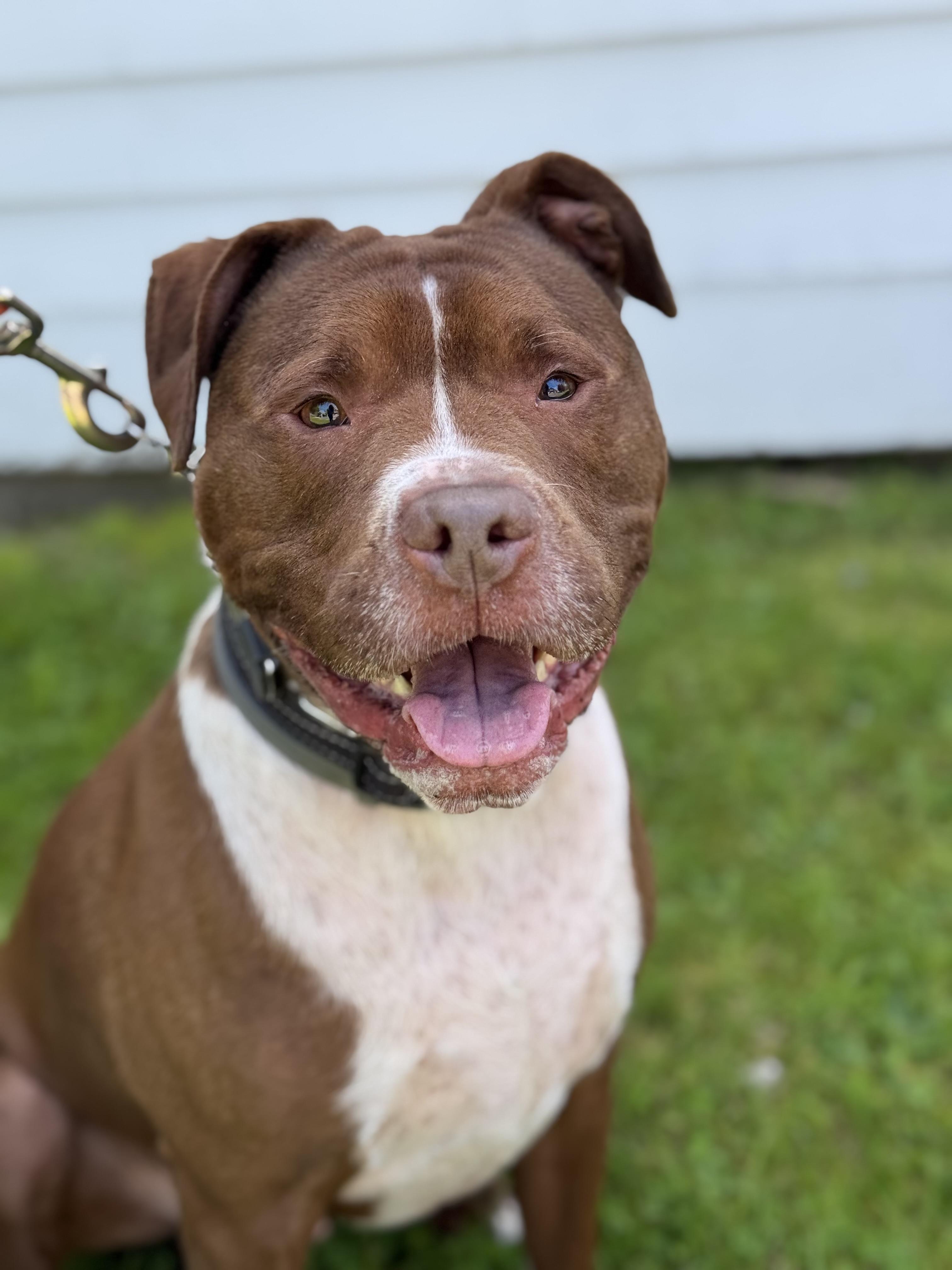 Enlarge Charlie, a Adoptable mixed breed in Nutting Lake, MA image 2/6