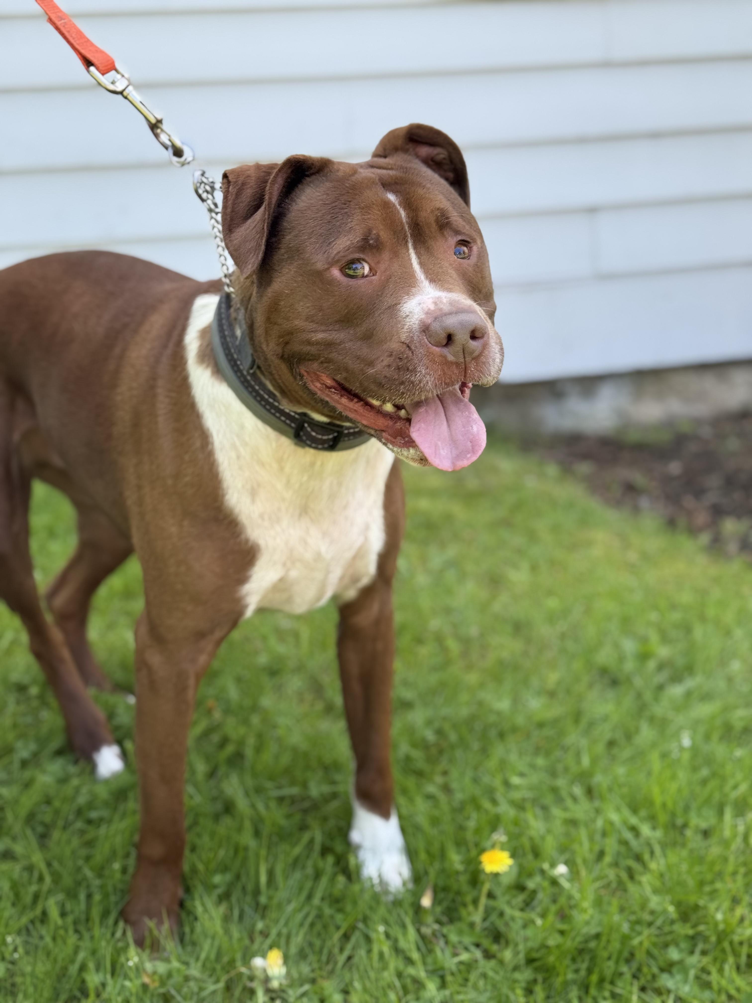 Enlarge Charlie, a Adoptable mixed breed in Nutting Lake, MA image 4/6