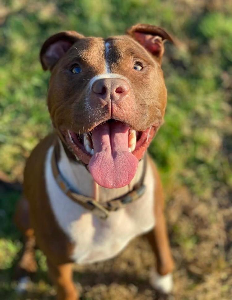 Charlie, Adoptable, Adult Male Pit Bull Terrier.