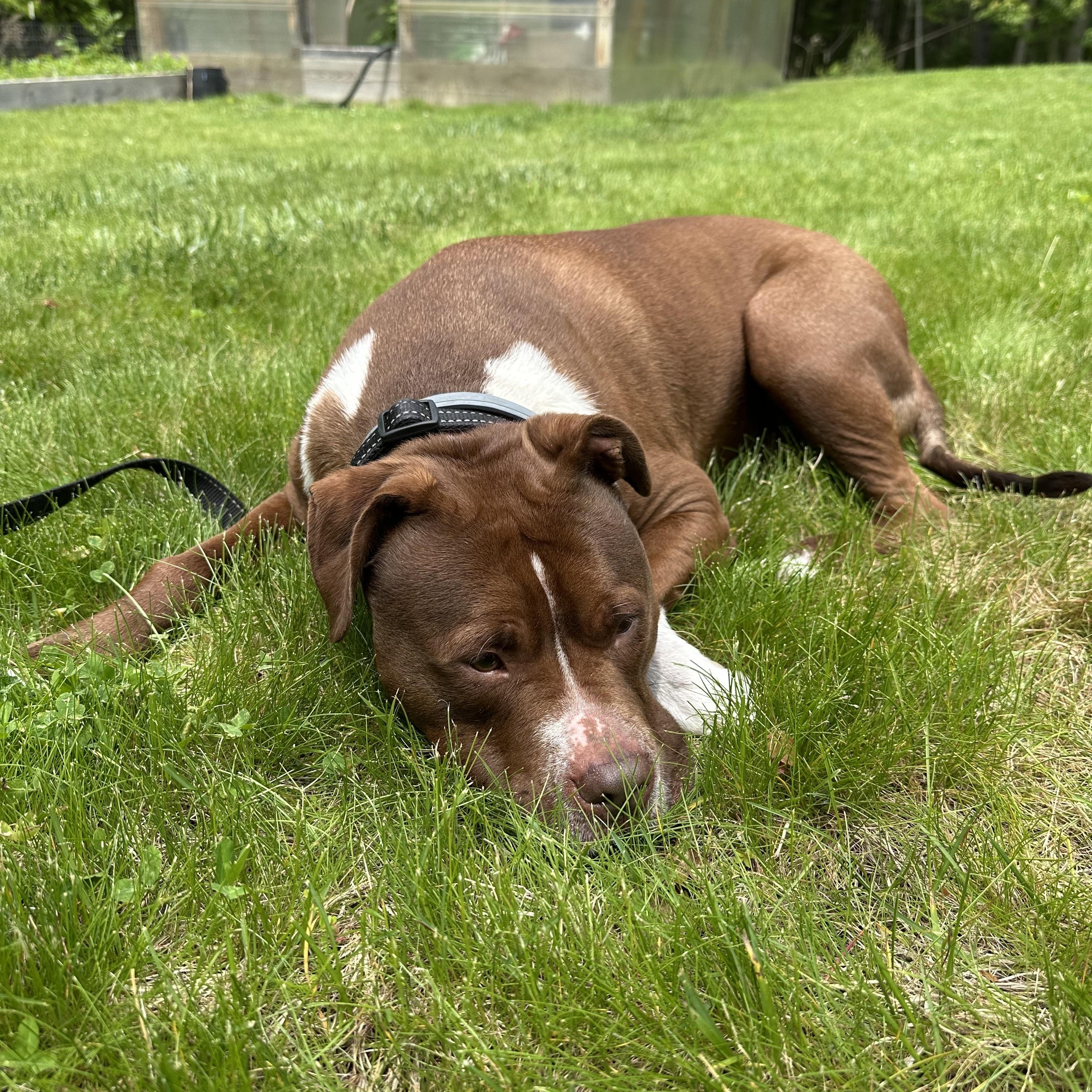 Enlarge Charlie, a Adoptable mixed breed in Nutting Lake, MA image 6/6