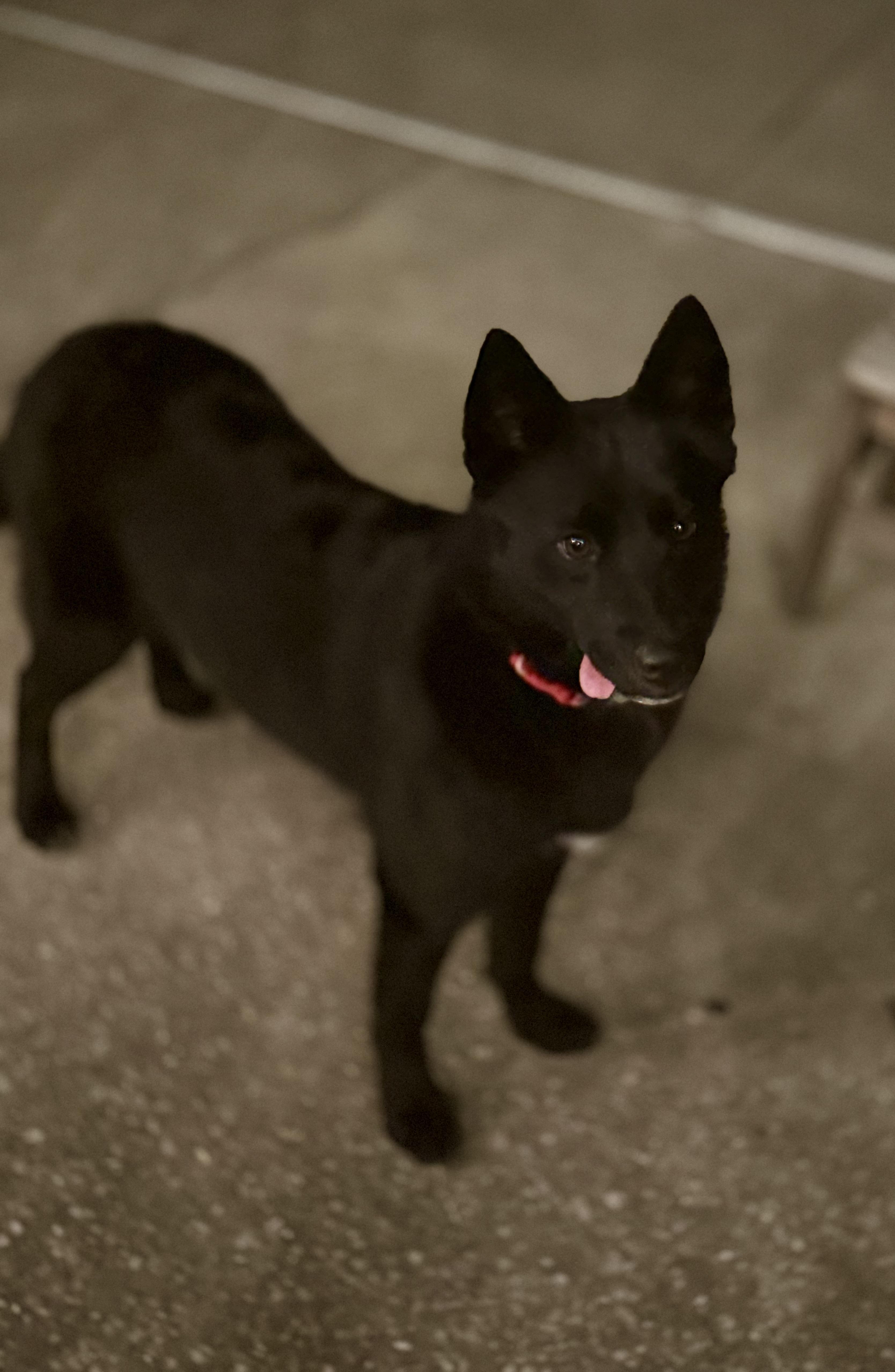 Enlarge Patty, a Adoptable mixed breed in Hartsville, SC image 1/5