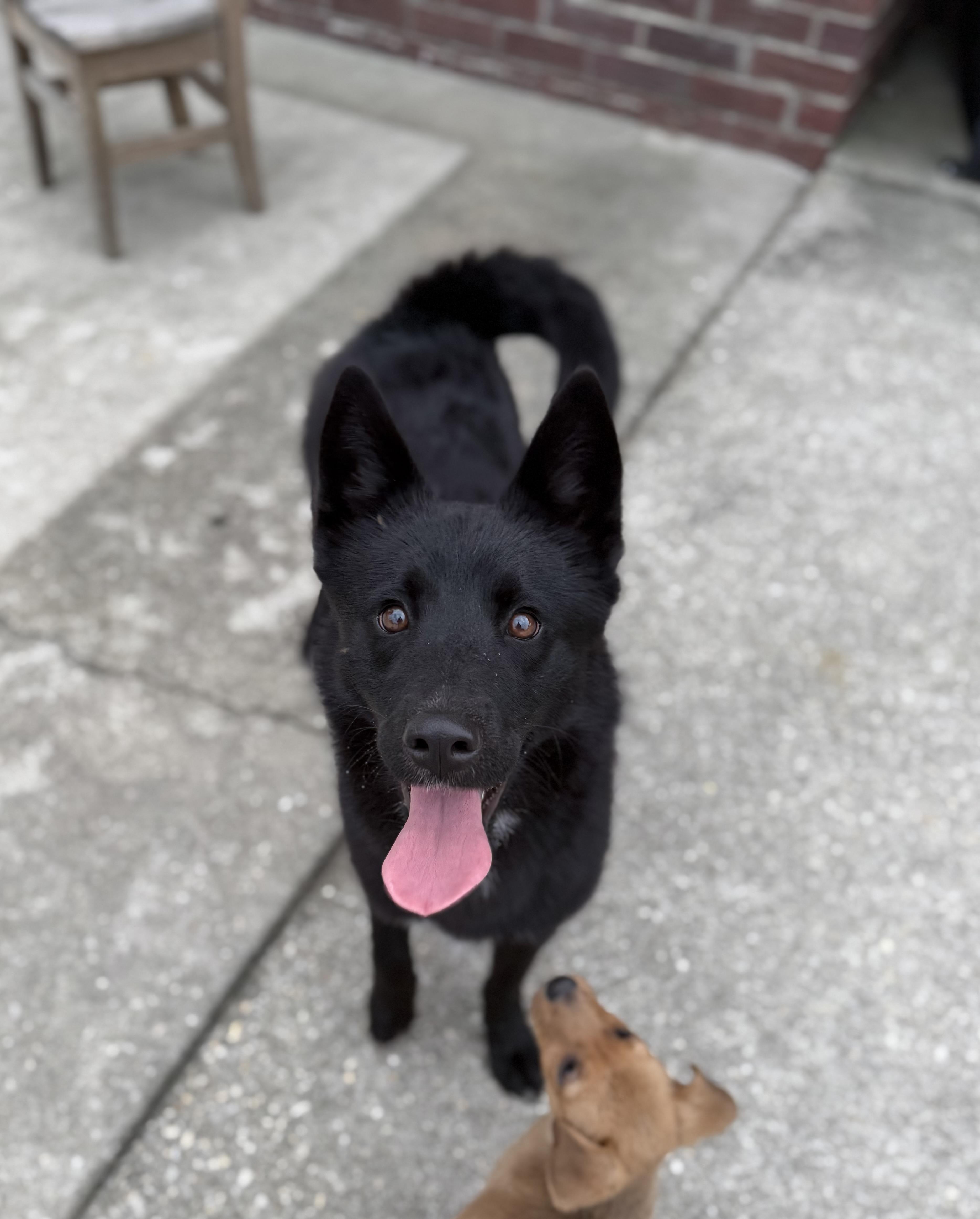 Enlarge Patty, a Adoptable mixed breed in Hartsville, SC image 3/5