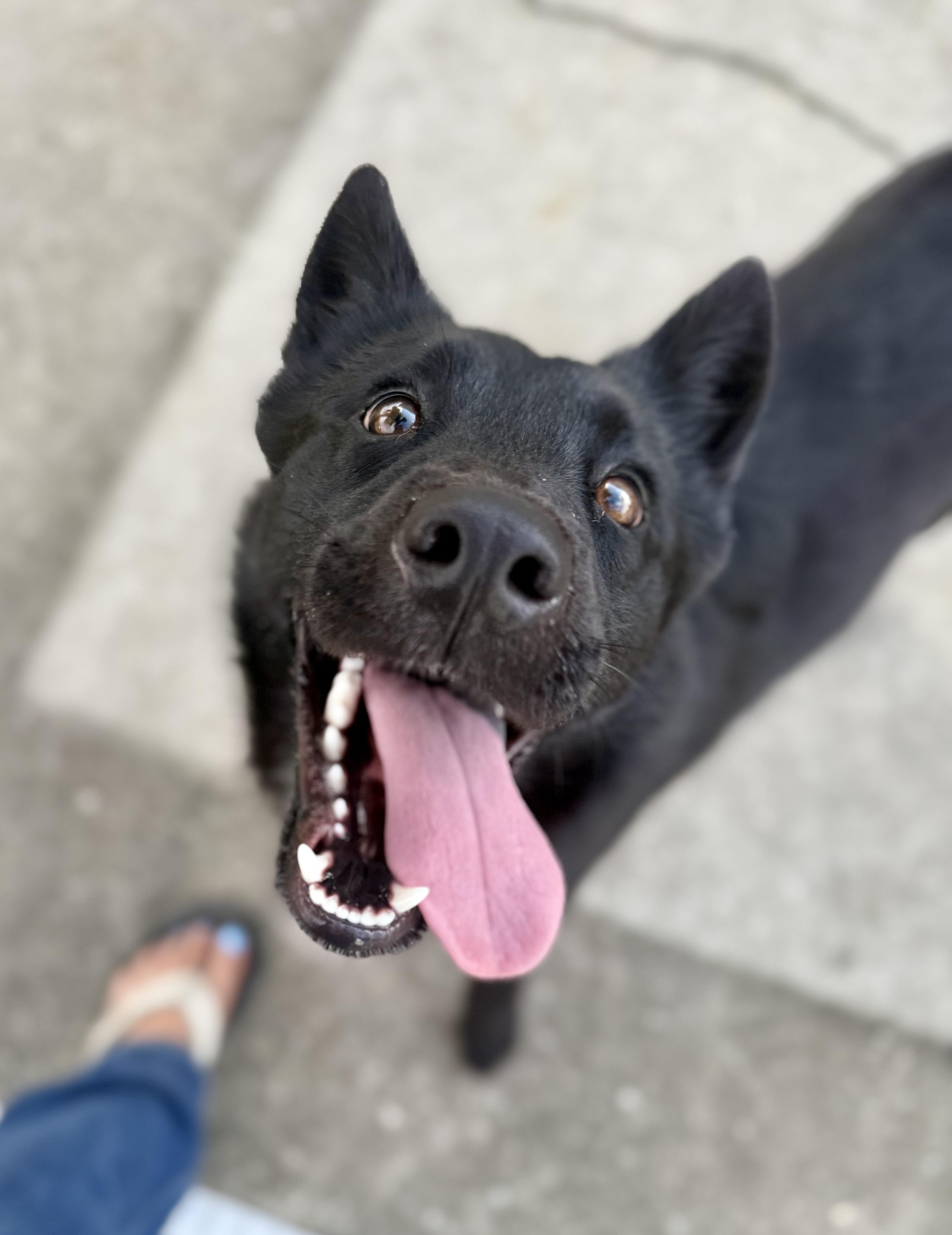 Enlarge Patty, a Adoptable mixed breed in Hartsville, SC image 5/5