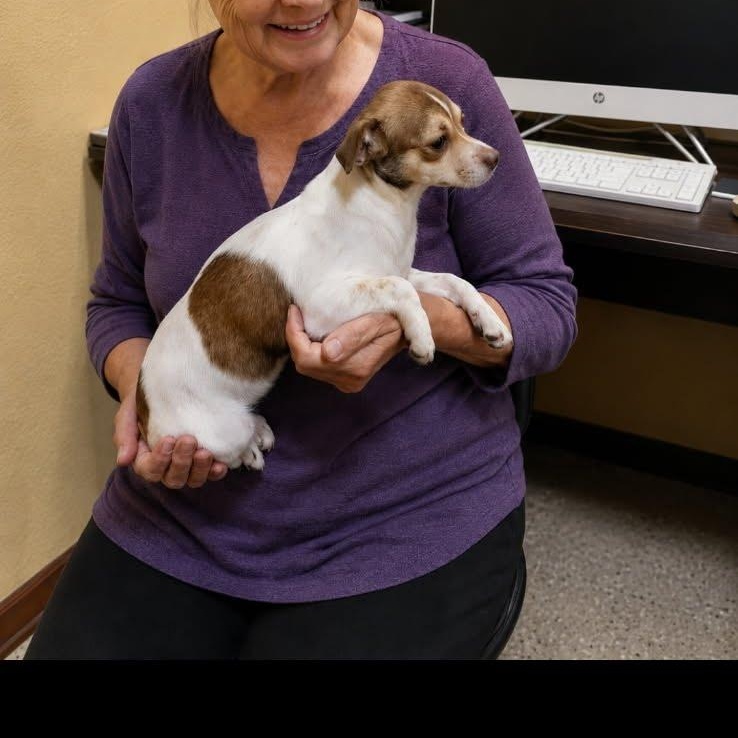 Penny, Adoptable, Puppy Female Chihuahua & Dachshund.