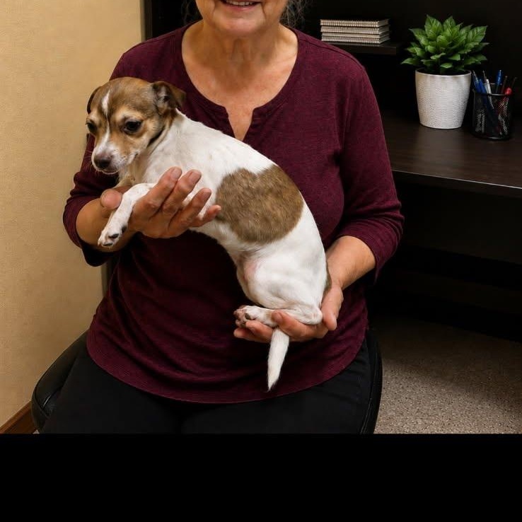 Penny, a Adoptable mixed breed in Marysville, WA image 2/4
