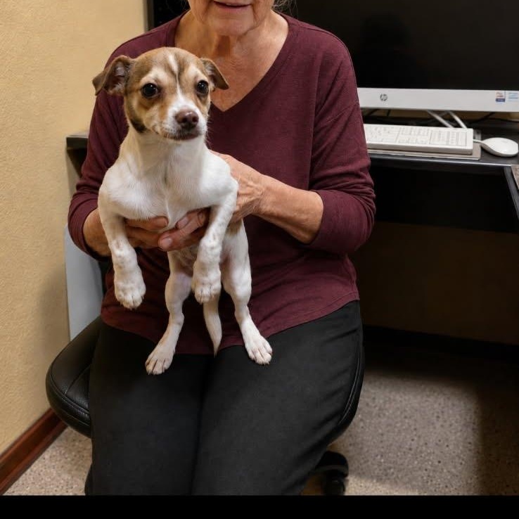 Penny, a Adoptable mixed breed in Marysville, WA image 3/4
