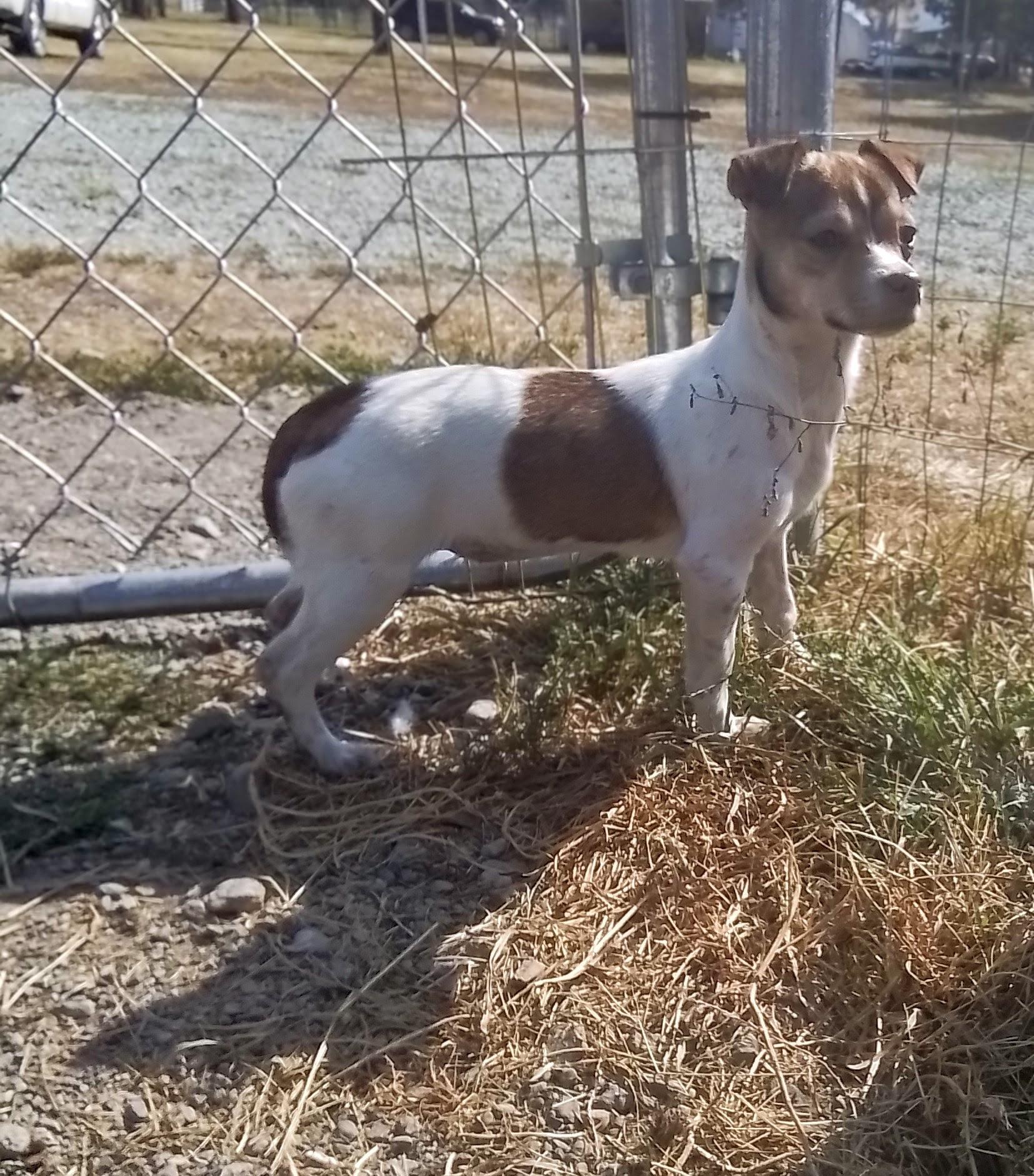 Penny, Adoptable, Puppy Female Chihuahua & Dachshund.