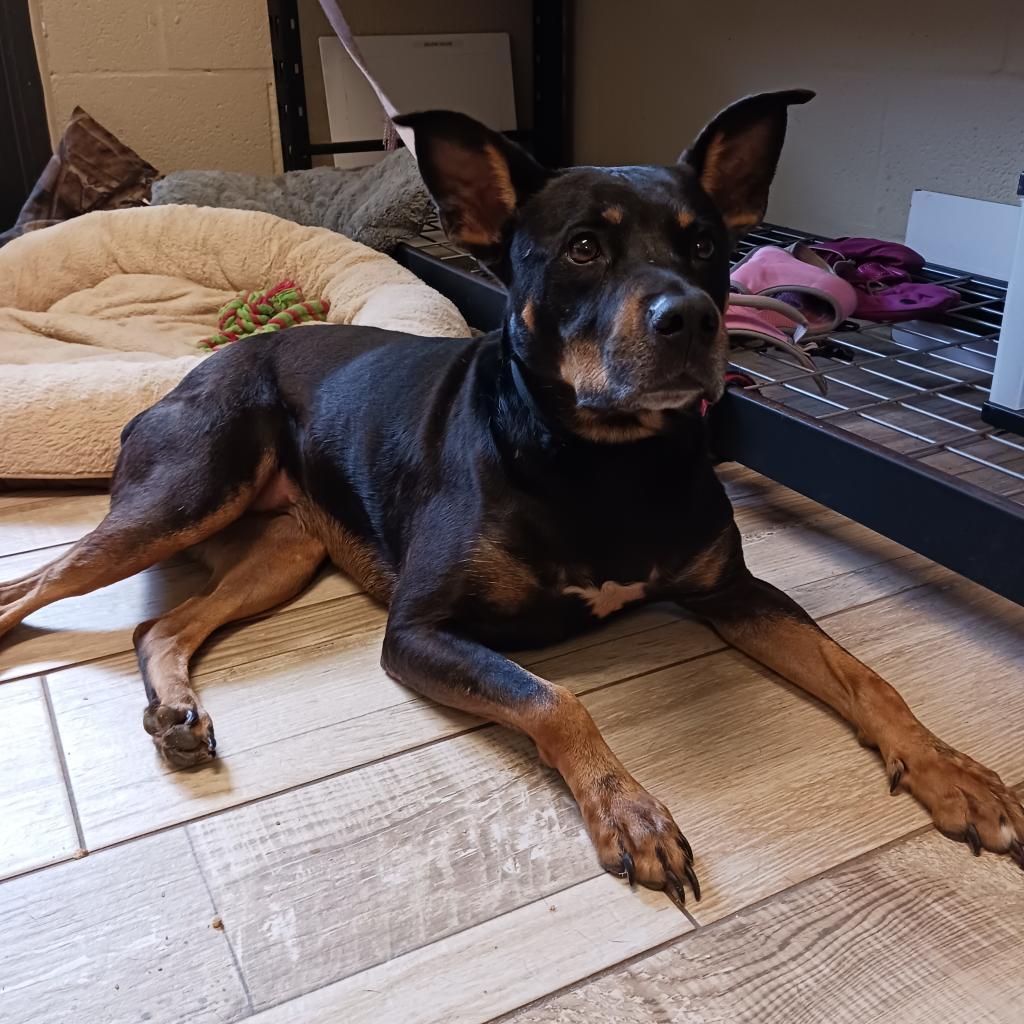 Skye — thumbnail 2