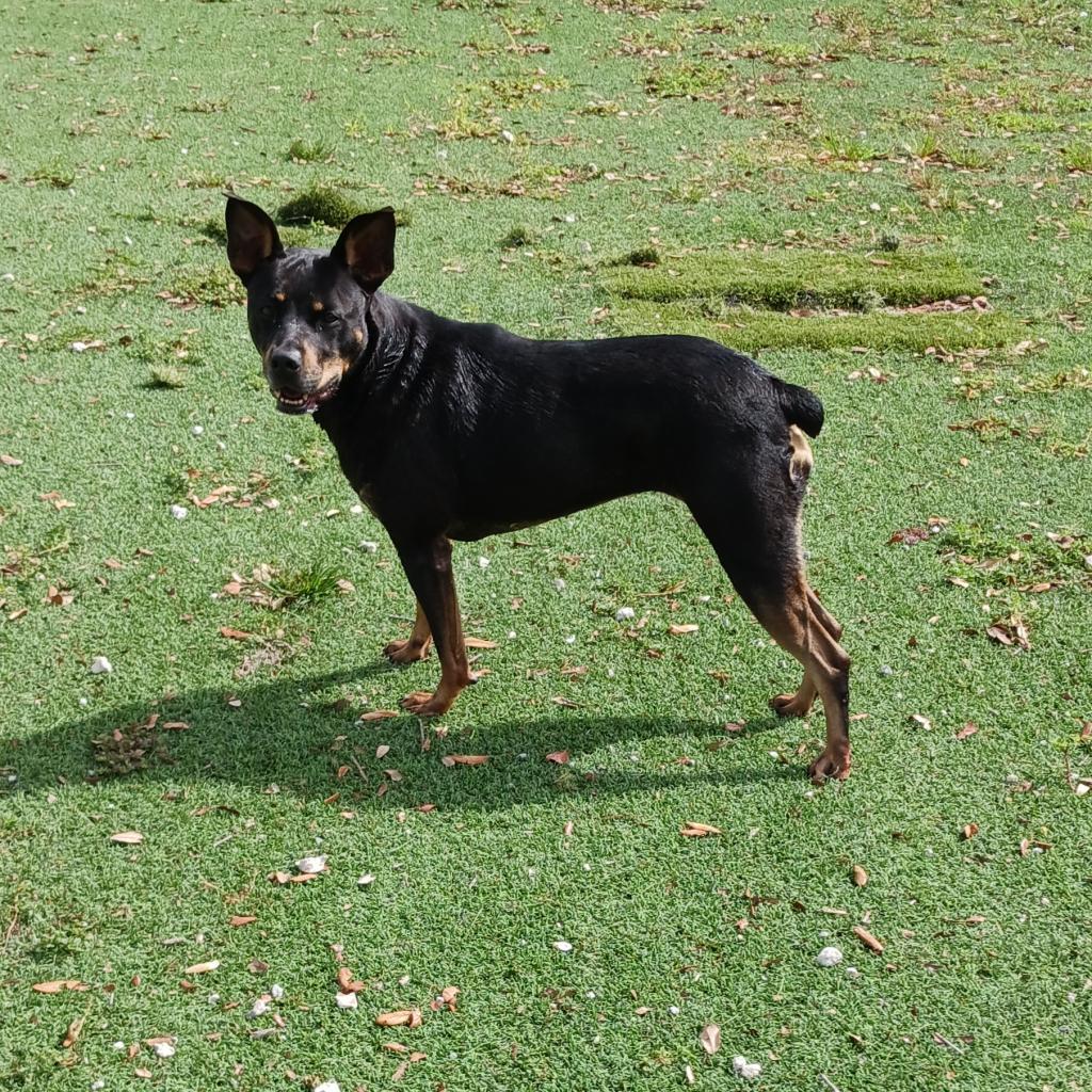 Skye — thumbnail 6