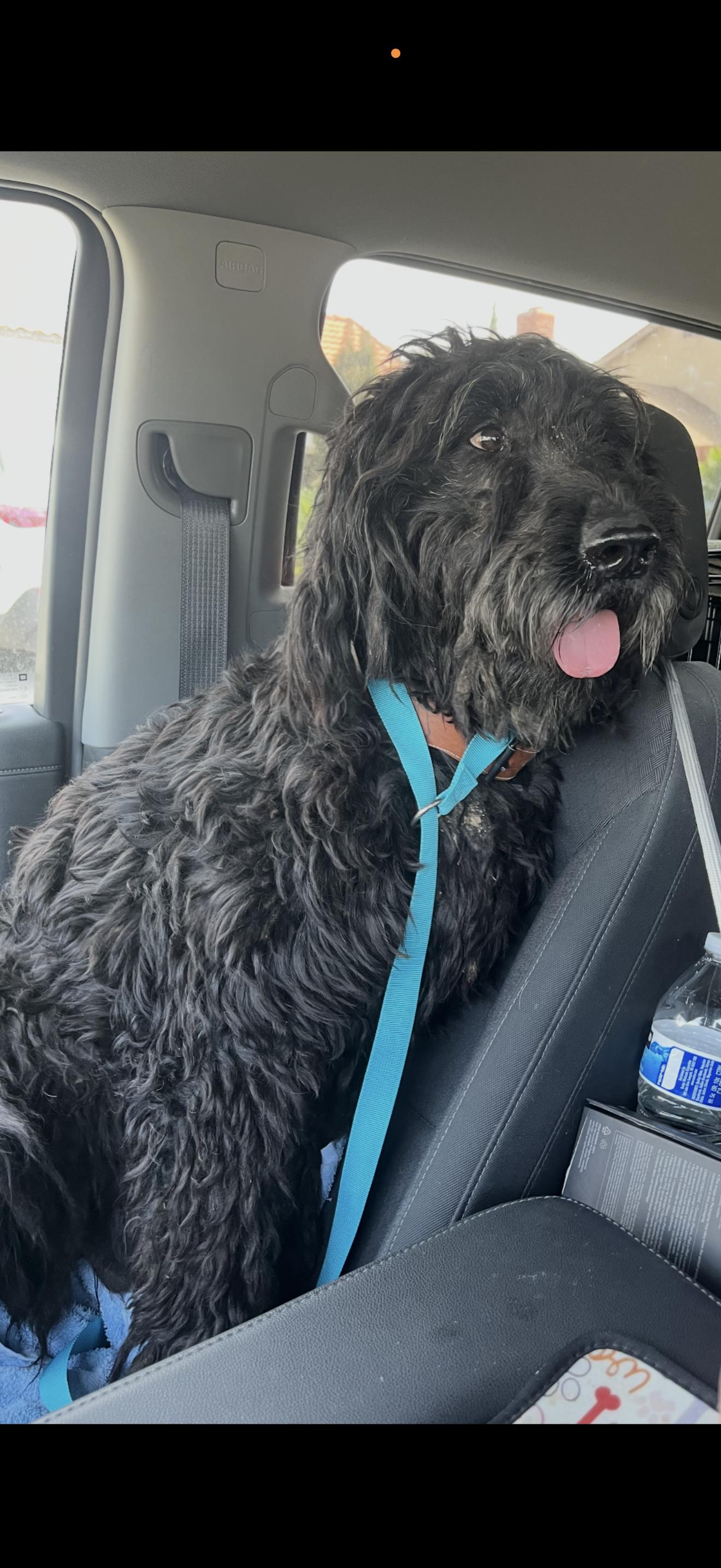 Molly - The Darling Labradoodle, ADOPTABLE, Adult Female Labradoodle.